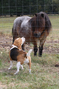 Beagle Odetta und das Pony